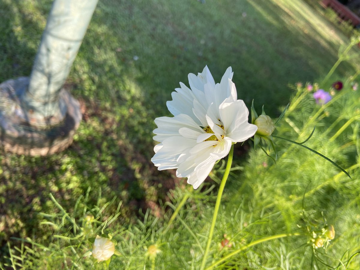 tech2touch's tweet photo. #flowerphotography #flowerphoto #shotoniPhone11 #shotoniphone #tech2touch https://t.co/N9EmxsMXGt