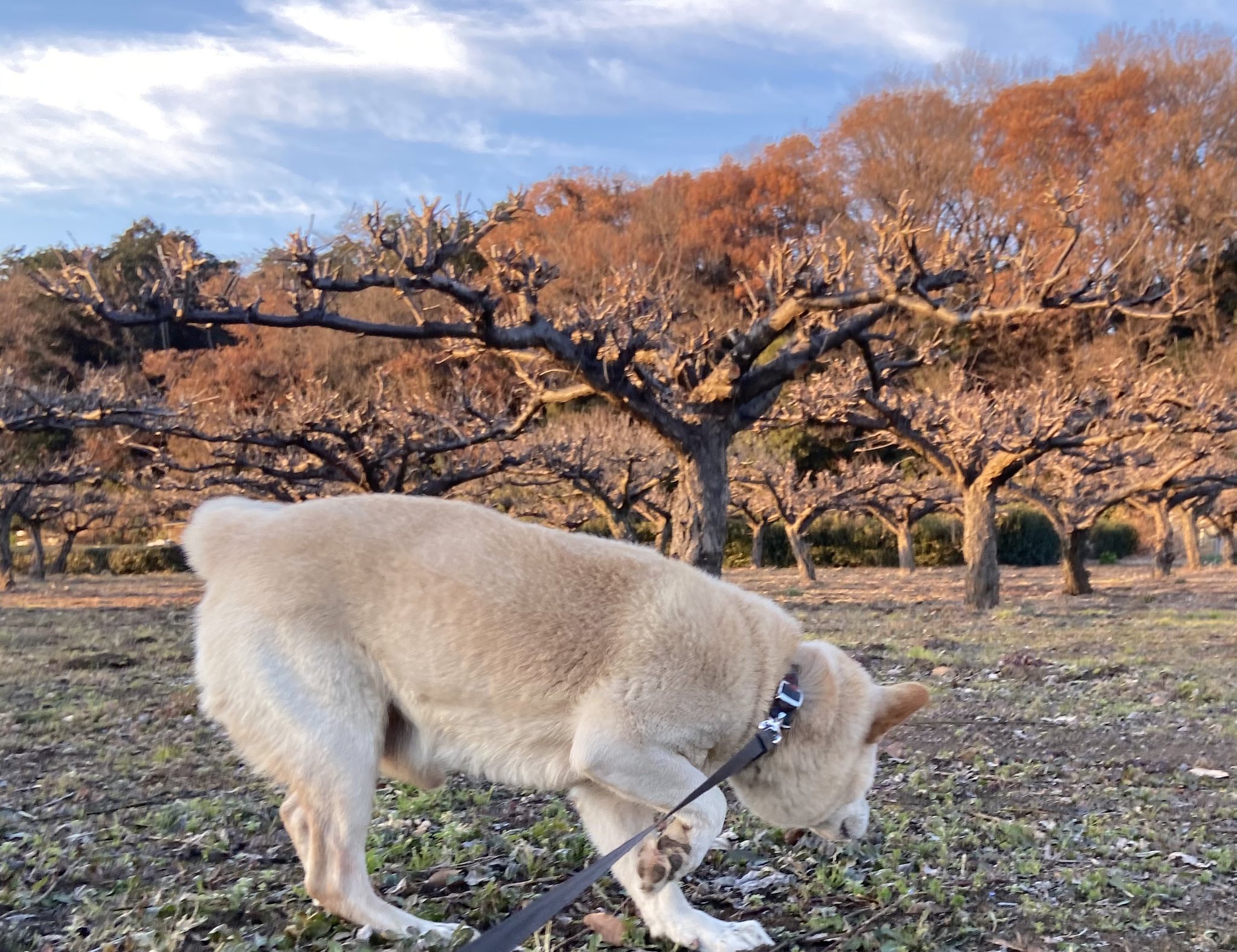 あっちゃん 犬好き 犬にとっての最大のご褒美とは ご褒美は食物を与えることだけではありませんよ 話しかける 撫でるも犬にとってはうれしいご褒美です 犬は臨機応変に適切な行動をとり ユーモアがわかる動物ですから飼い主が笑う事もご褒美になりまよ