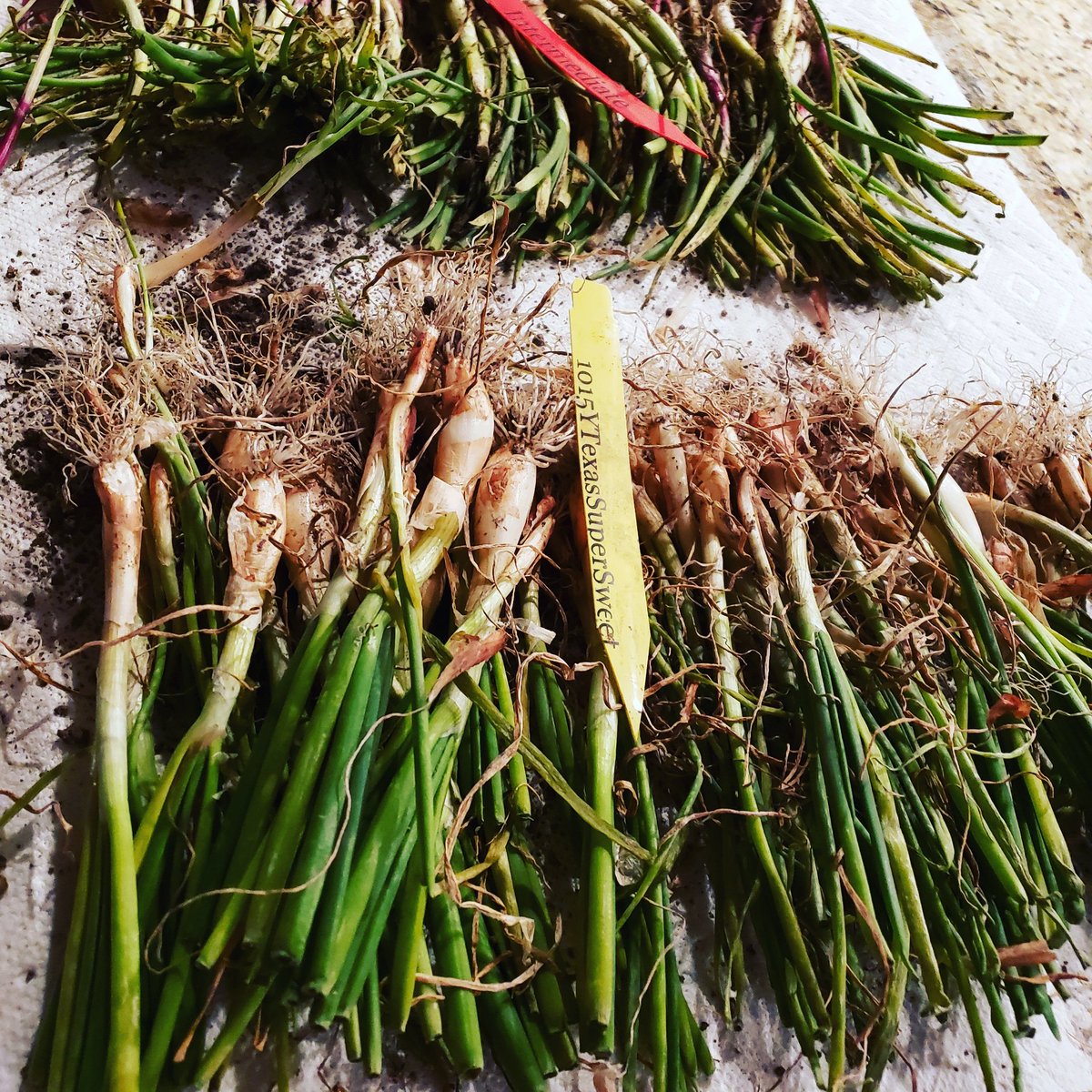 GrahamFarmTx's tweet photo. 200+ onions planted! https://t.co/fvlmatjtPs