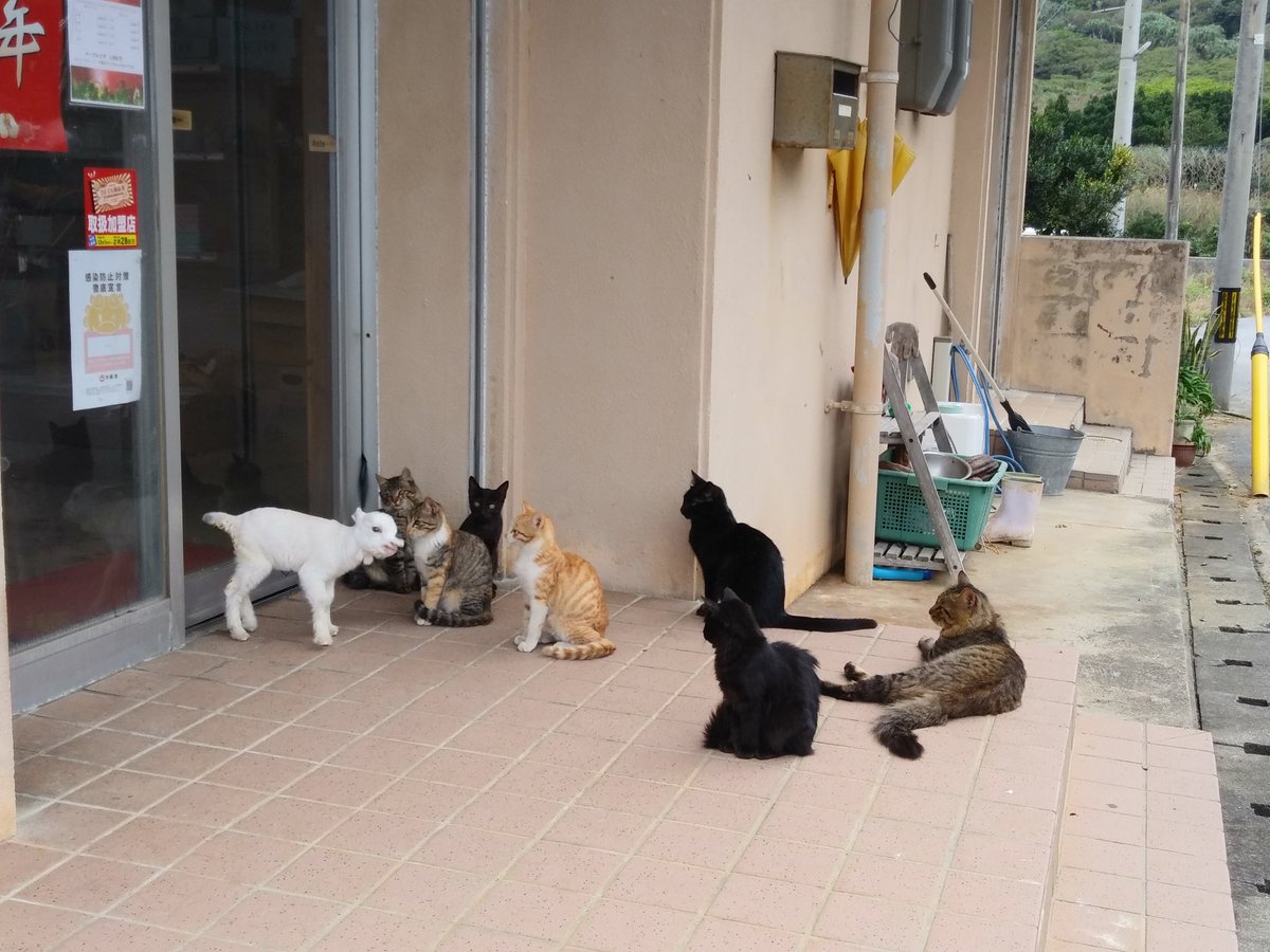 お店の前で猫さんたちが集会中 と思ったらちょっと違う白い子が混ざってた めぇ Togetter