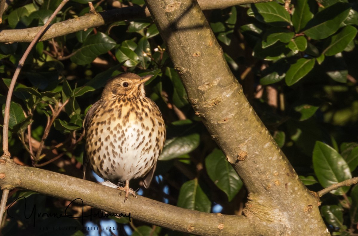 Down in the woods in the village, Grey Squirrel and Song Thrush @Natures_Voice @BBCSpringwatch @BBCEarth @WildlifeTrusts @wildlife_uk @CanonUKandIE #TwitterNatureCommunity @natureslover_s #BBCWildlifePOTD #eosrp @NewForestNPA