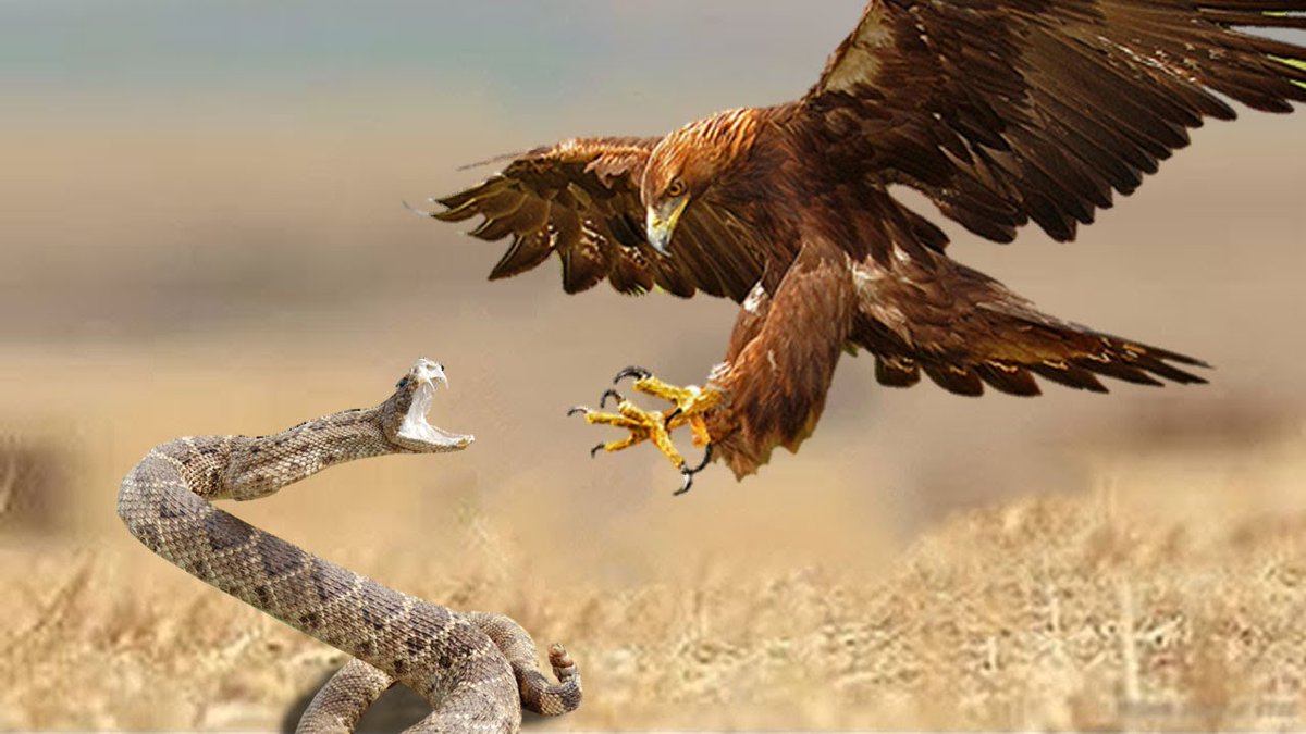 Me defiendo como la #serpiente que simboliza el #individuo cuando el #águila  que simboliza el #estado, me ataca y me obliga a pagar los #impuestos, para  que otros tengan prestaciones que en, image size:1200x675