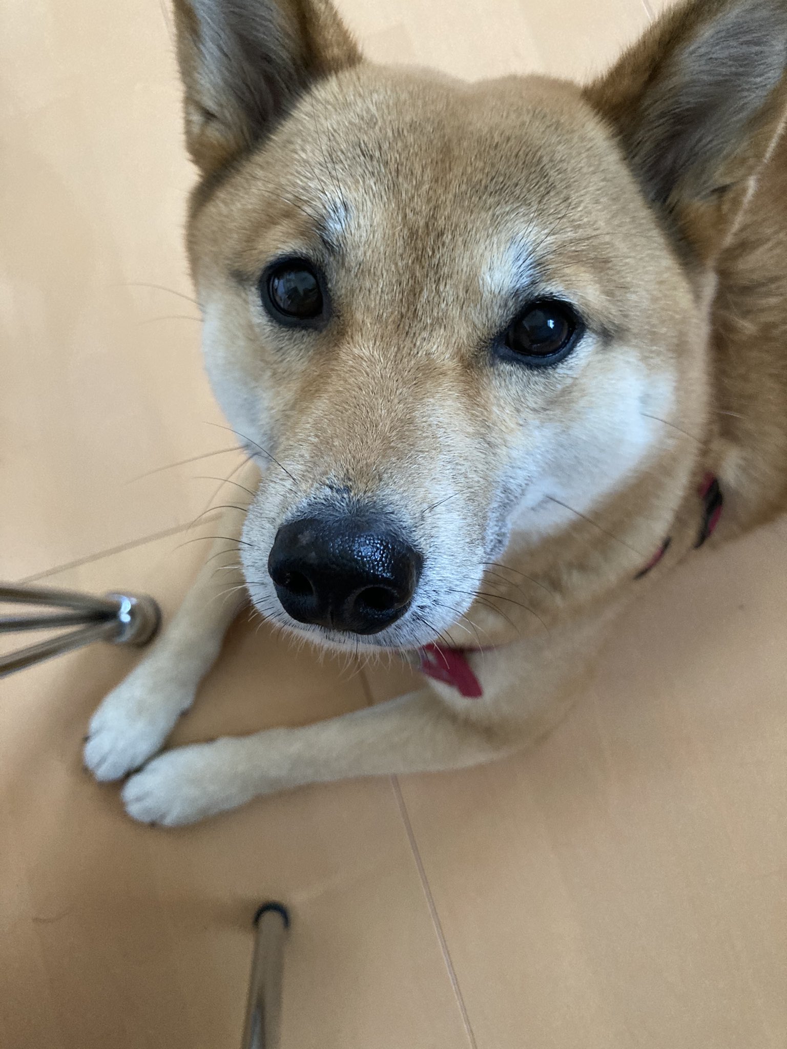 あにゃ おねだり顔はたまりませんなあ 愛犬 わさび おねだり顔 犬 T Co Zstmfjnsz9 Twitter