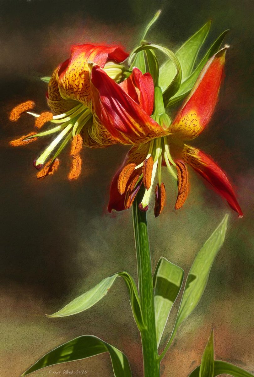 linda_whitworth's tweet photo. Daily 'Plantidote' - "Pitkin Marsh Lily"
BEE OBSERVANT
#BcarefulwhoUtrust #rightofachild #plantlover #dailyplantidote #survivor #csa https://t.co/4ar7e0aaru