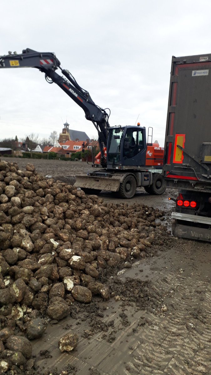 De bieten worden opgehaald.