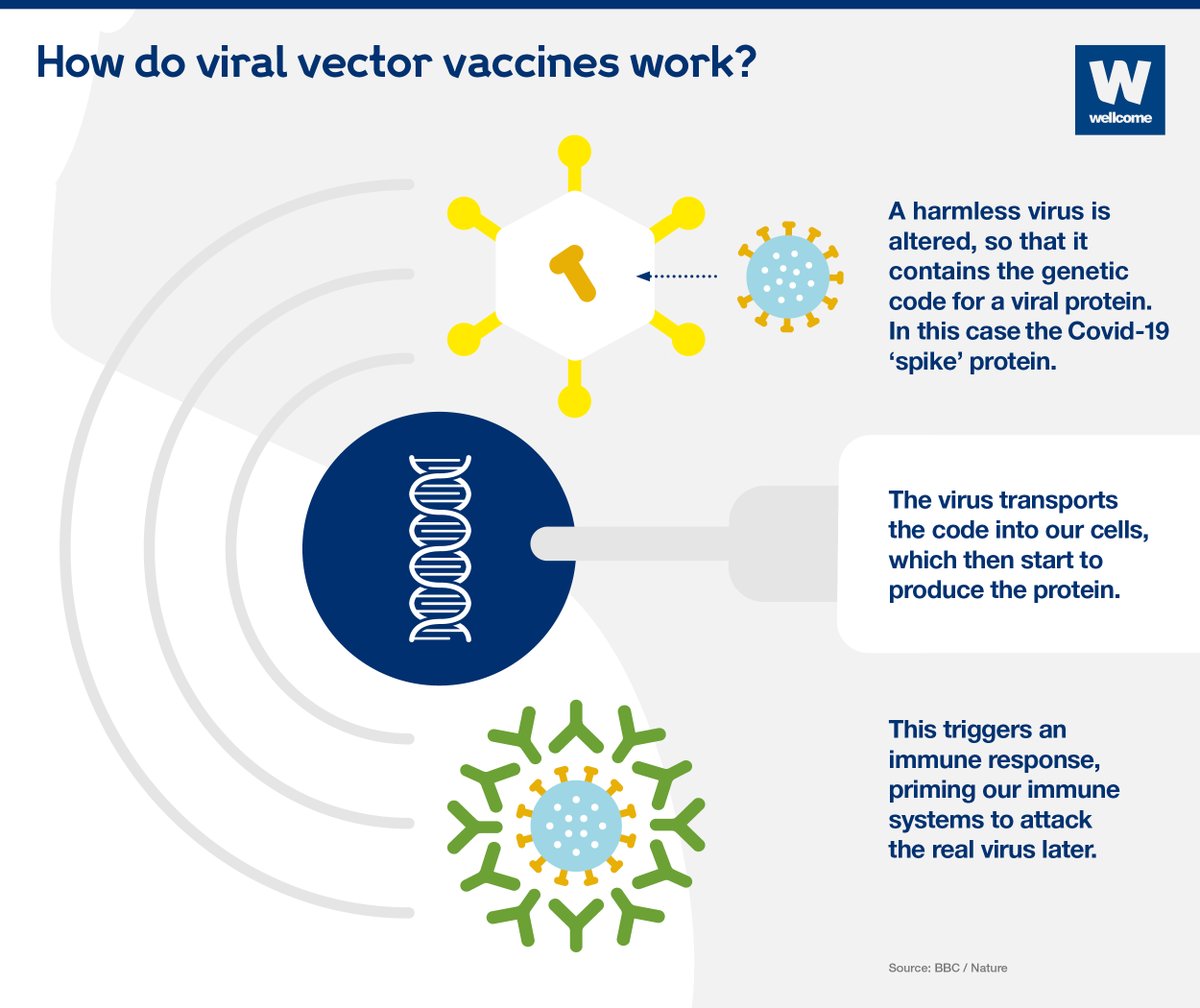 wellcometrust's tweet photo. This is how the Oxford-AstraZeneca vaccine works 💉 ⤵️

And if you're wondering what happens if we delay second doses, you can find out 👉  https://t.co/qPwZ2IhNCi https://t.co/nuqUtwJDgD