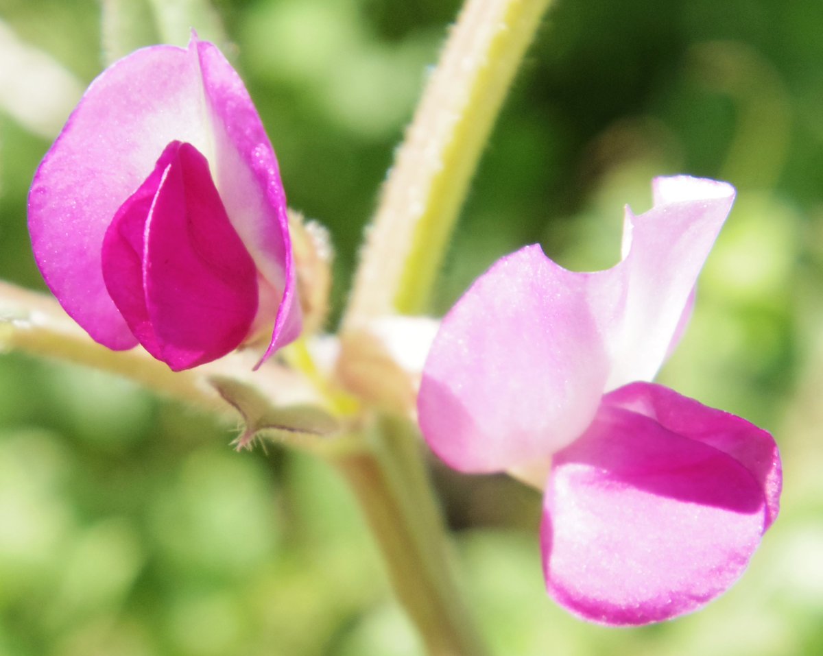 ট ইট র こころんグリーン うちの前の空き地に カラスノエンドウの花が咲いていました 紅紫色の面白い姿の花が幾つか開いています ここの陽当りの良いところだけに集まって咲いています カラスノエンドウ 紅紫色の花 面白い姿の花 冬の花 冬 山野草