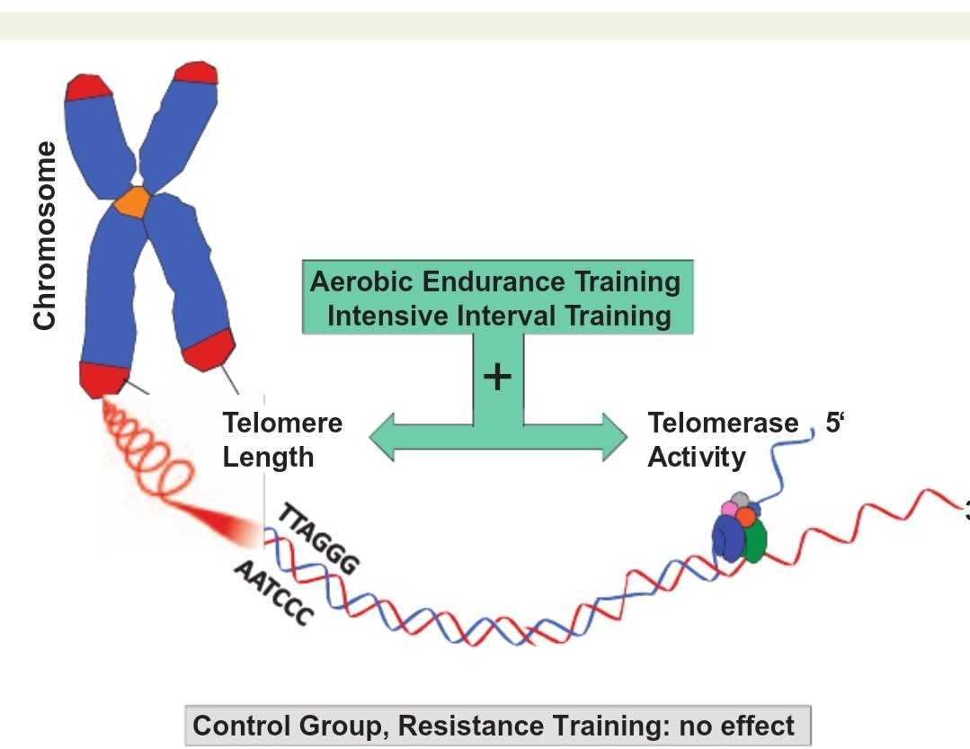 JacOrie's tweet photo. Duur- en interval training gaan moleculaire veroudering (telomere length) tegen. Bij krachttraining vonden de Duitse wetenschappers dat effect niet.
https://t.co/e6dqPuDU1a https://t.co/tMe0vRiJEj