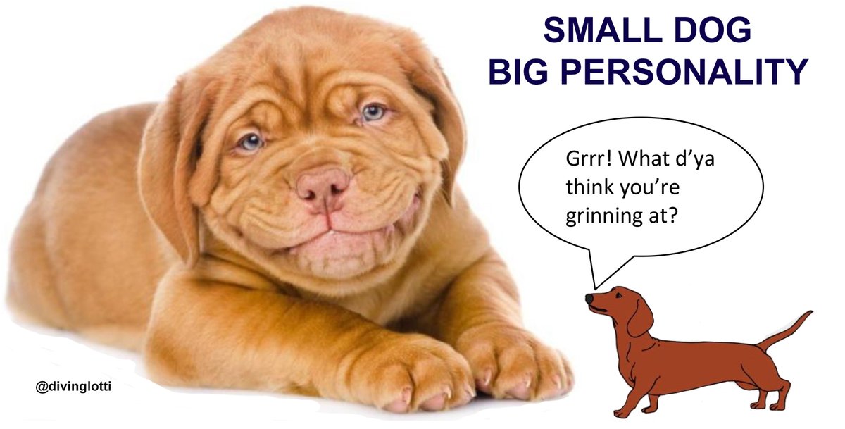 One Minute Brief of the Day:
Advertise #SausageDogs <a href="/OneMinuteBriefs/">One Minute Briefs ⏱️</a> Just can't shake off that smiling dog!