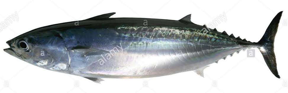 3. Auxis thazard // Frigate Tuna, Frigate Mackerel //Tongkol