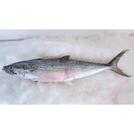 4. Scromberomorus guttatus // King Mackerel // Tenggiri Papan