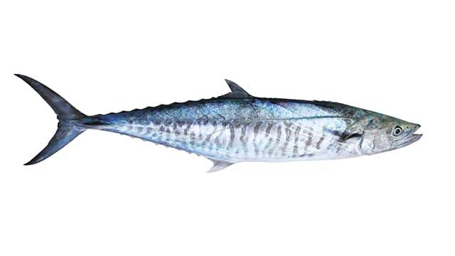 5. Scomberomorus commerson // Spanish Mackerel // Tenggiri