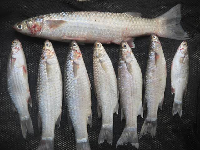 6. Mugil chepalus // Mullet // Ikan Belanak