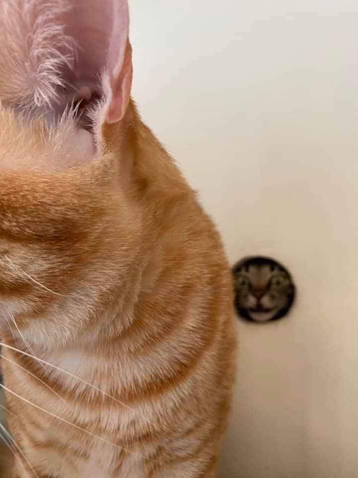 Why you should have a cat (@shouldhavecat) on Twitter photo 