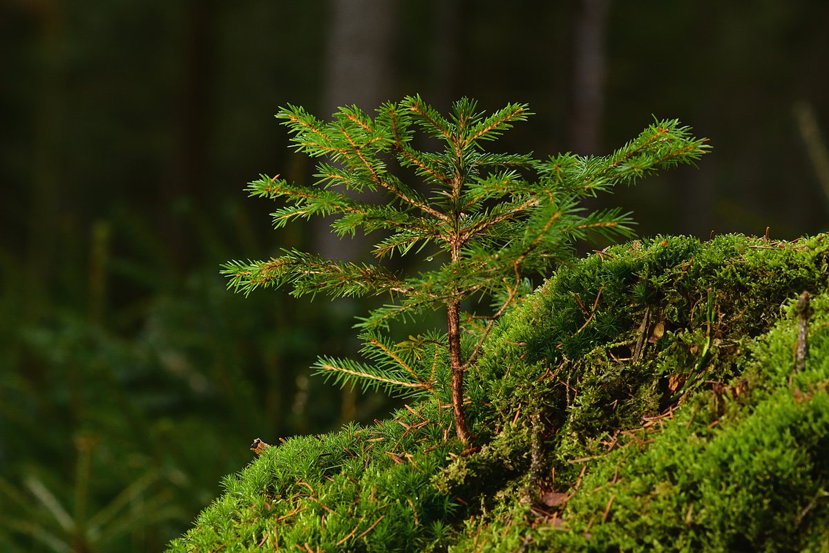 "5 parole e un valore aggiunto" per un futuro più sostenibile e boschi più resilienti per tutti, è l'augurio dei neo eletti alla presidenza <a href="/FSCItalia/">FSC Italia</a> <a href="/GallozziMrita/">MRita Gallozzi</a> e Mauro Masiero, per le foreste nel 2021.
Come non condividere?

ow.ly/idjC50DdgWx