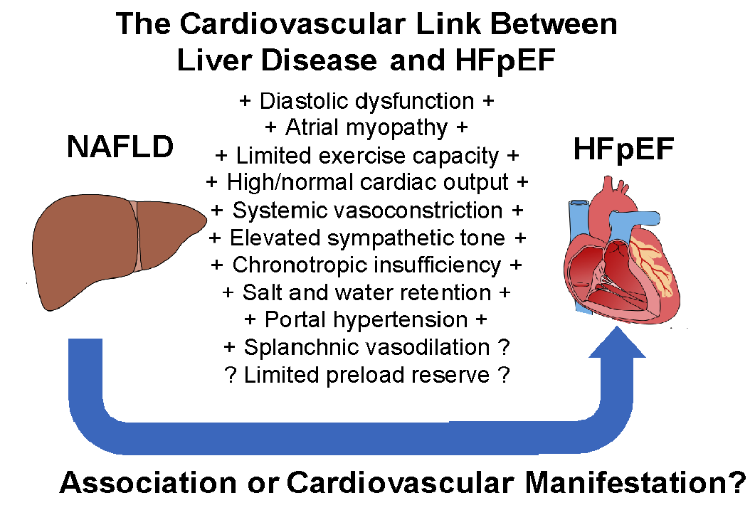 8. Is liver disease or non-alcoholic fatty liver (NAFLD) a subtype or even the cause of HFpEF? We argue just that! Both disease forms are strikingly similar. Is there more than just their shared comorbidities? Preload reserve failure in NAFLD could explain what we call HFpEF