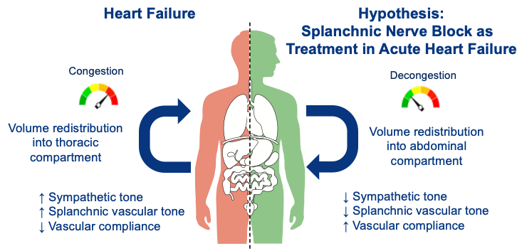 4. Could an inhibition of blood volume redistribution from the abdominal compartment improve exertional capacity in HFpEF? Studies testing splanchnic nerve blockade are exploring just that.