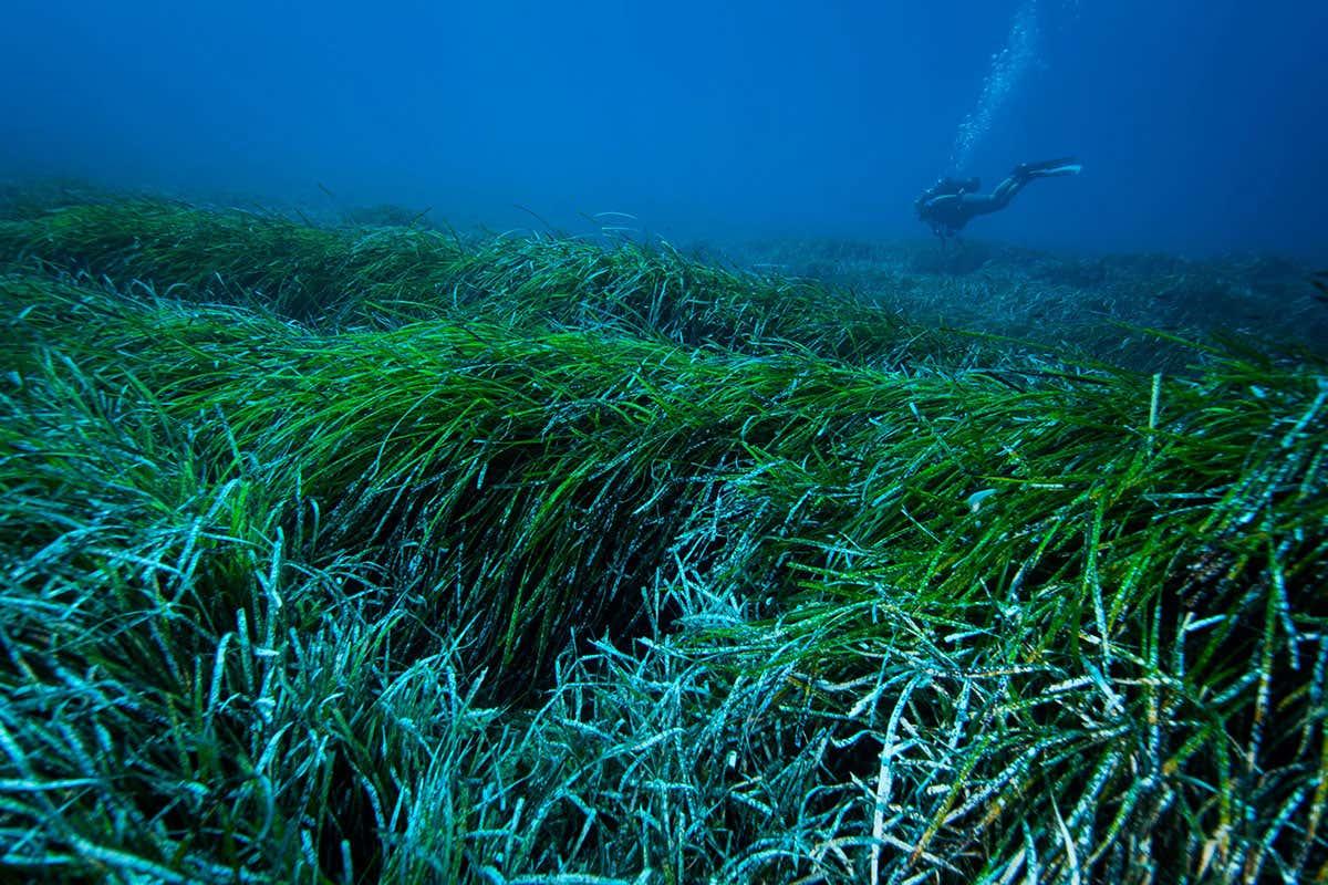 newscientist's tweet photo. Lush meadows of underwater seagrass are removing plastic from the sea https://t.co/gk2101Ev5W https://t.co/TGvRtSJAiA