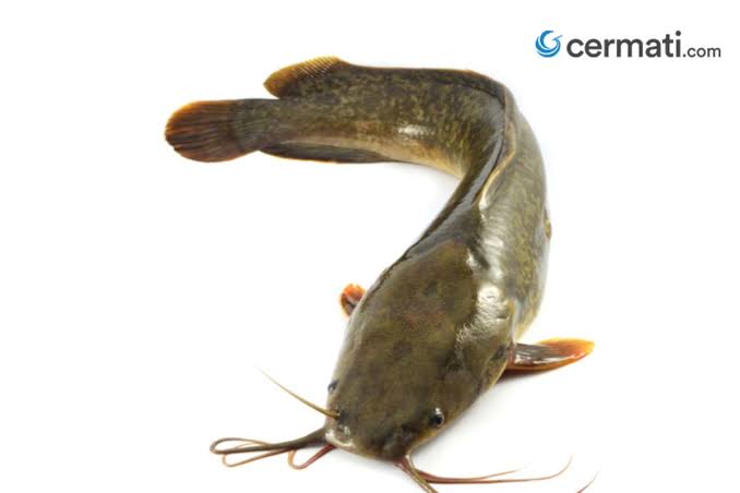 8. Clarias gariepinus // Catfish, Clarias // Lele