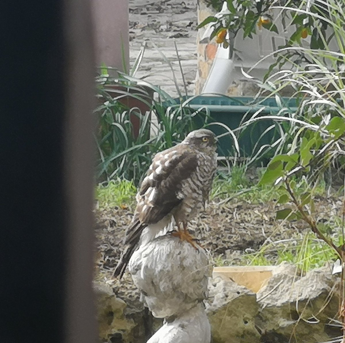 ouaibagency's tweet photo. J'ai des ornithologues dans mon réseau pour me dire ce que c'est que ce beau lascar ?

#birdsOfIstanbul https://t.co/26jHSWRIMg