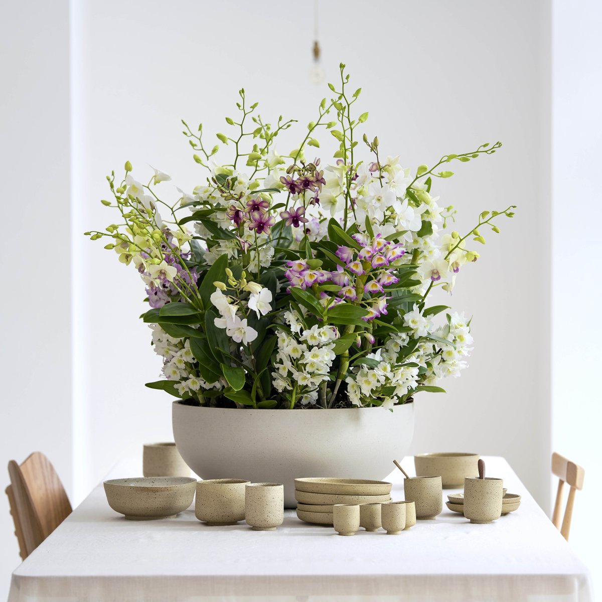 DENDROBIUM | De Dendrobium is de enige orchidee die bloeit als een miniboom. Groene blaadjes die dwars groeien, met daartussen bloemen. Deze bloemen geven een heerlijke geur. De Dendrobium bloeit minimaal 8 weken en staat symbool om de lucht te kunnen zuiveren.