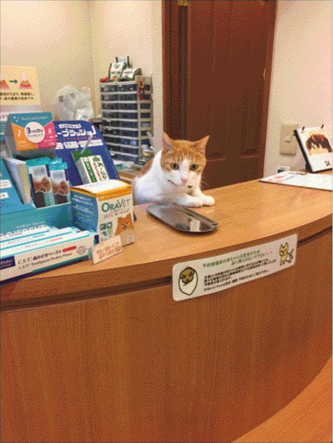 猫めくり 日めくりカレンダー 猫めくり2022の写真を引き続き募集中 ご自慢の猫写真がカレンダーに登場しますよ 詳しくは T Co Qfbf7fodkfへアクセス 締め切りは3月末です Nekomekuri 猫めくり 猫 猫写真 猫好きさんと繋がりたい 猫めくり 日めくりカレンダー 猫めくり2022の写真を引き続き募集中 ご自慢の猫写真がカレンダーに登場しますよ 詳しくは T Co Qfbf7fodkfへアクセス 締め切りは3月末です Nekomekuri 猫めくり 猫 猫写真 猫好きさんと繋がりたい