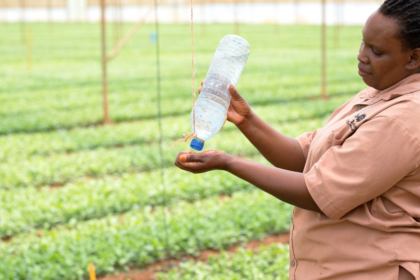 She tried a hand at vending food where she was paid only 3,000 Uganda Shillings per day (USD 0.8). However due to verbal harassment by her male customers, she quit and applied to work at a flower farm.

She hopes to be self employed by the time she leaves the flower farm.