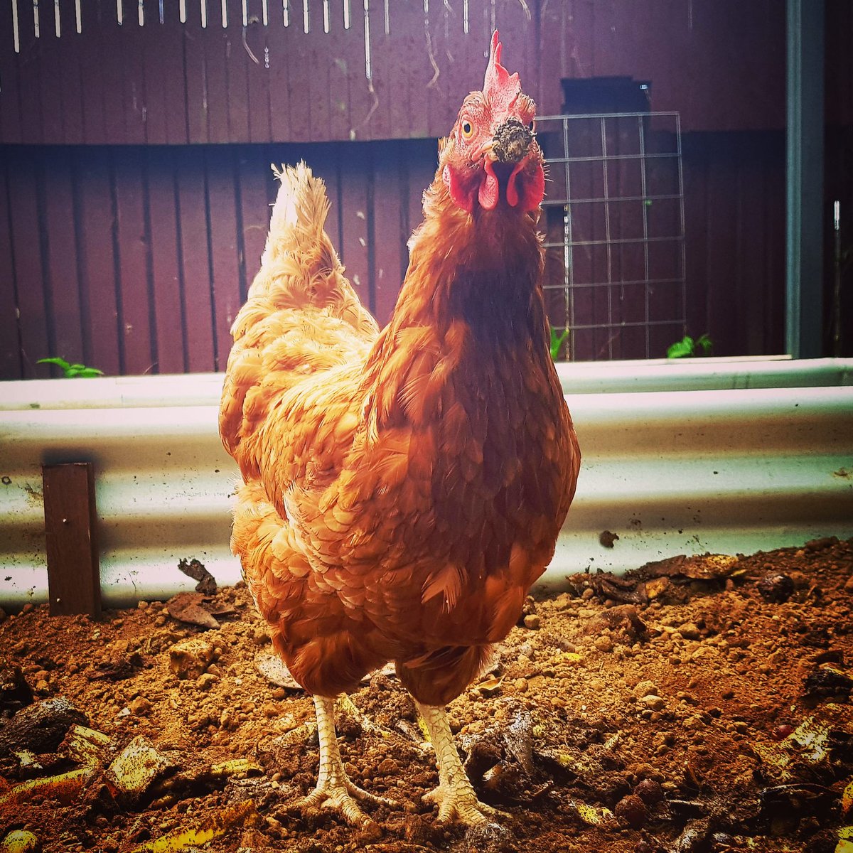 TropicDays's tweet photo. Dolly our cheecky chook!  🐔

She's been exploring the garden...

digging around in the compost for those tasty grubs! 🐛

#TropicDays https://t.co/gzICkdhFLM