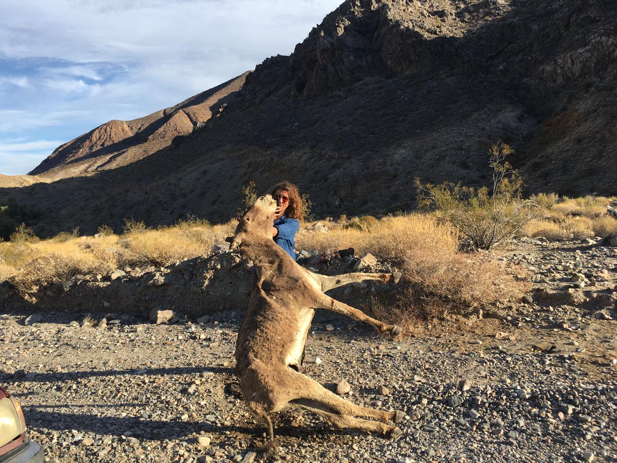 BiochangeAU's tweet photo. #meetBIOCHANGE - @ejlundyyy (Erick Lundgren) has joined us for a postdoc on the #ecology of #feralequids & other introduced #megafauna, in & out of their native ranges with @JCSvenning. Erick's main research interests are #novelecosystems #trophiccascades #bigpredators #rewilding https://t.co/x58jHZTcqj