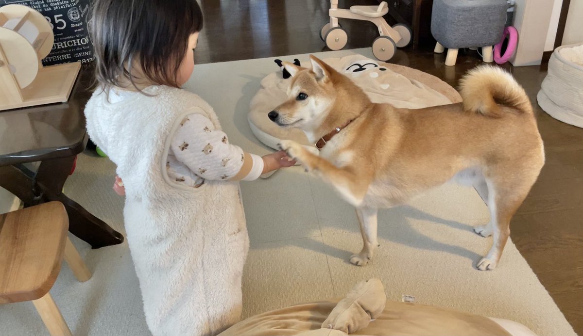 郎 柴犬 りんご