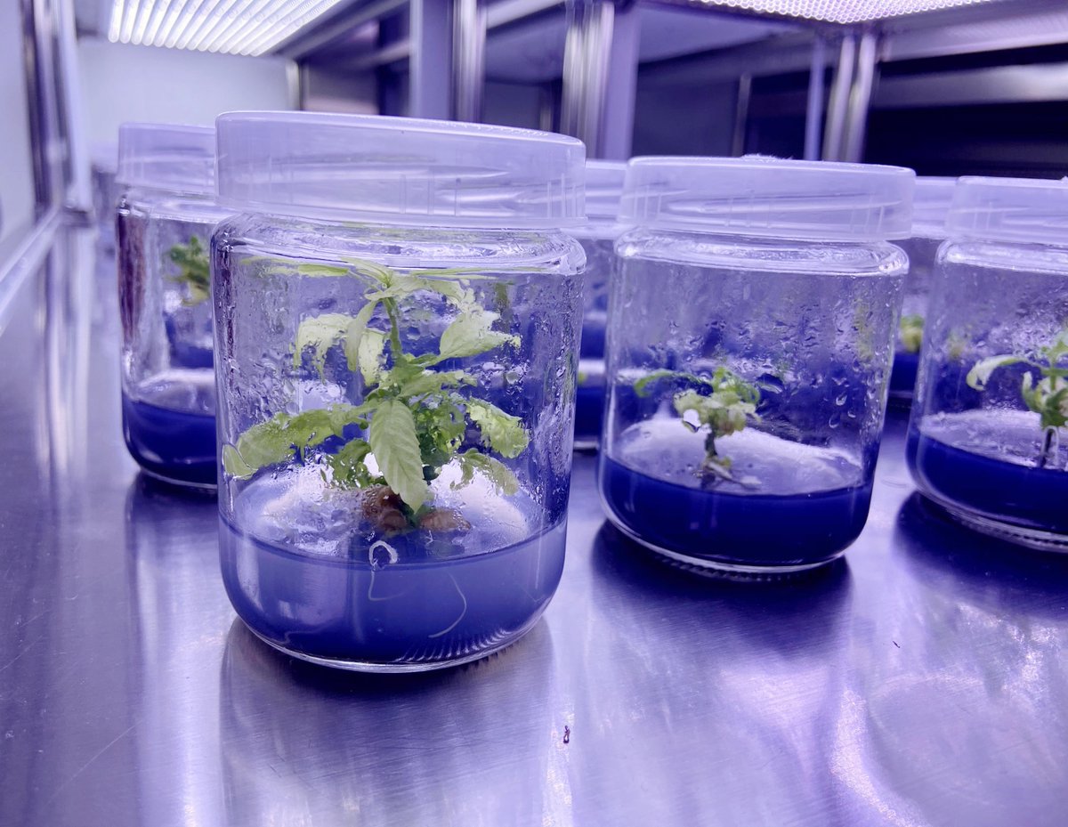 ZeeMan_Biotech's tweet photo. A big thanks to our amazing team of experts that allow us to be the advanced hemp tissue culture facility in China!
The future of cannabis can’t rely on traditional methods.
Your plants can be successfully initiated into tissue culture in as little as 5 to 10 months. https://t.co/yJDJrrown1