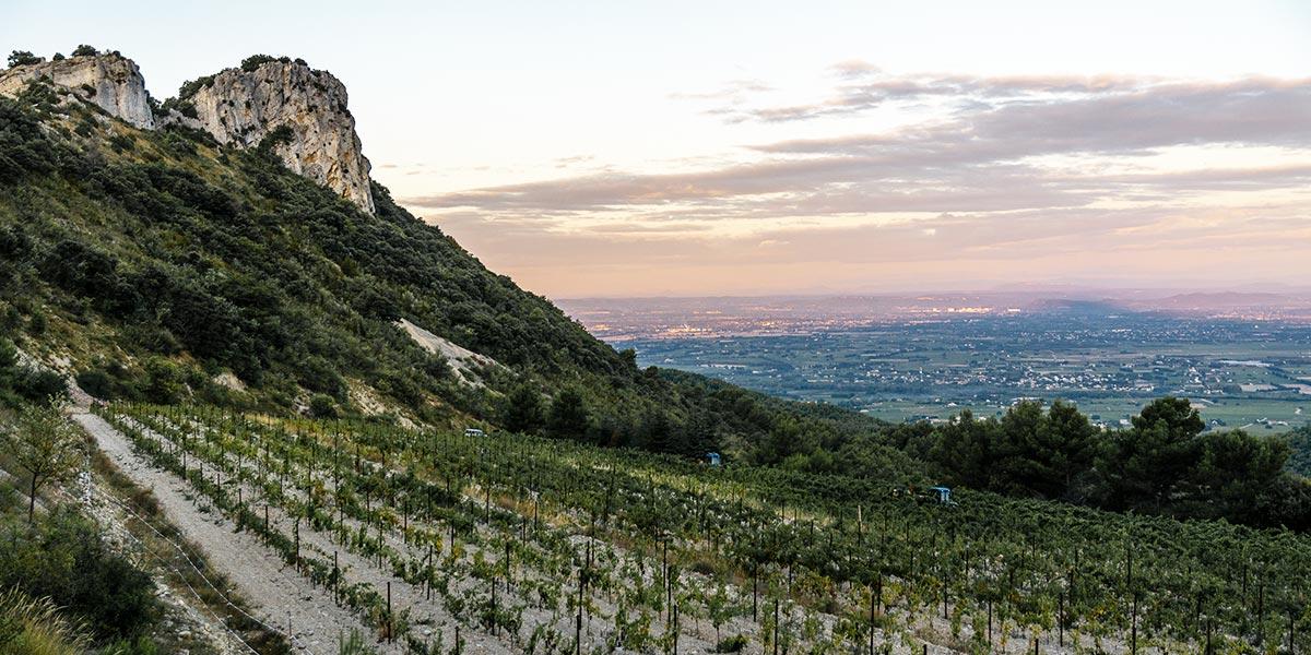 gabrielmeffre's tweet photo. @MillesimeBio 2021 J-5 !
#Raison3 : travail en collaboration avec Lilian Berillon, 50% de notre #DomainedeLongueToque à #Gigondas est en #sélectionmassale ! 🌱
#EngagéRSE #ValléeduRhône https://t.co/gf32QKGFtv