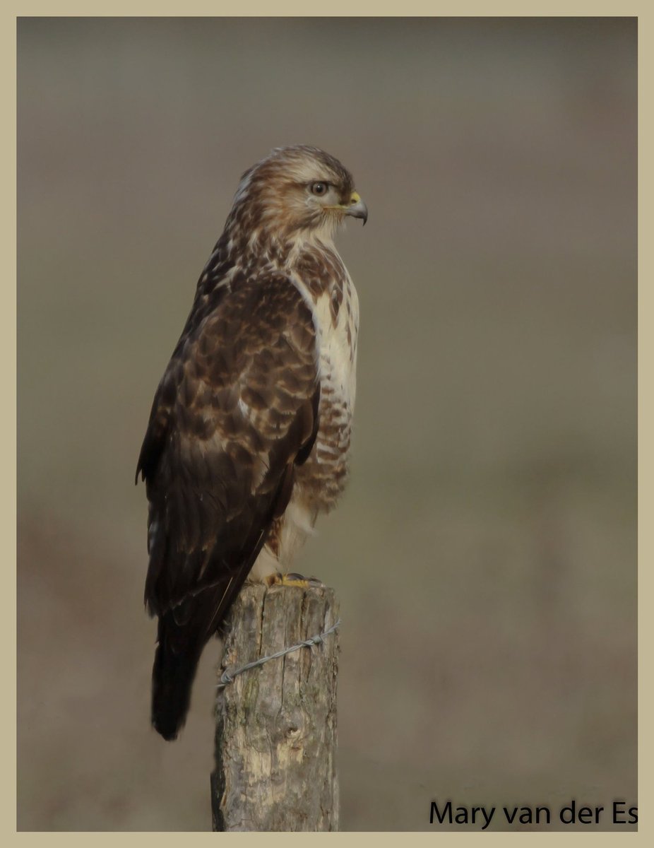 maryvanderes's tweet photo. "You say goodbye and i say hello"
#Buizerd #Buteo_buteo #Common_Buzzard in de #Biesbosch in #The_Netherlands .
#BirdsSeenIn2021
@Britnatureguide https://t.co/Ks2Rv6GK2h