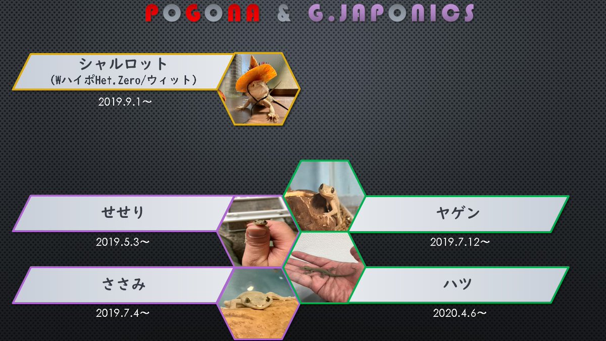 the-allow【放牧】　想定→中山GJ tweet media