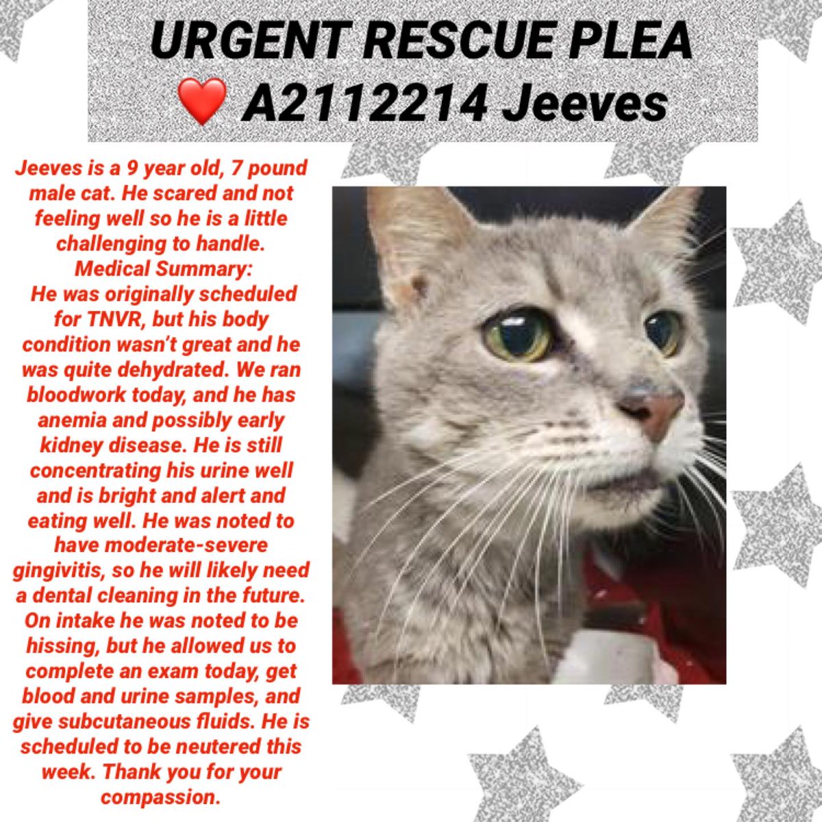 Senior grey tabby kitty boy "Jeeves" 2112214 in #TampaBayFL was scheduled for TNVR but being ill spared him from that! Anemic &amp; with early stage kidney disease he seeks a loving home! Adopt! Pledge! Email to save: RescuePets@HillsboroughCounty.org URGENT!
facebook.com/UrgentCatsOfTa…