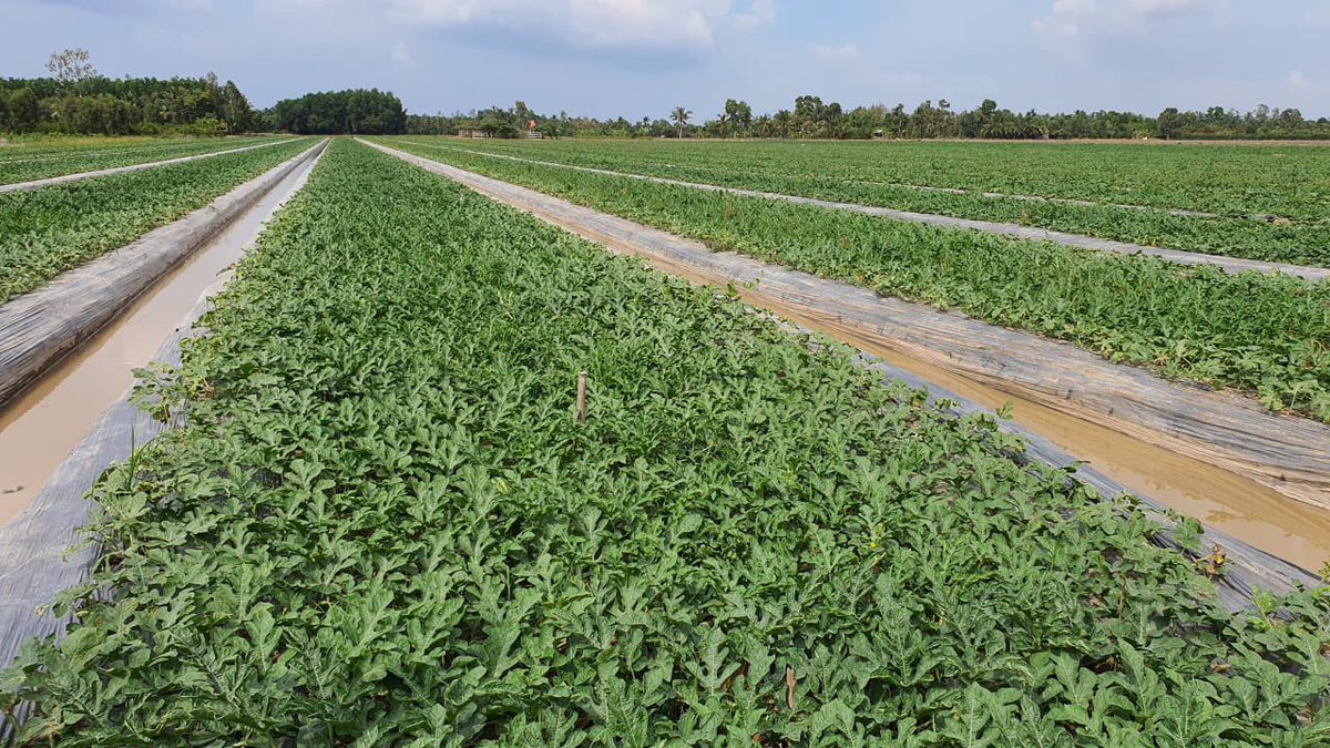 UPLLtd's tweet photo. #UPLVietnam conducted insightful demo sessions to educate the farmers about the usage of Evito®️C on Watermelons and Tytanit on Red Chilies.

Visit the below links to read more about the products -
https://t.co/7wbgCfmznh… 

https://t.co/7wbgCfmznh…
#OpenAg #OnFieldWithUPL https://t.co/8G4i7nemPU