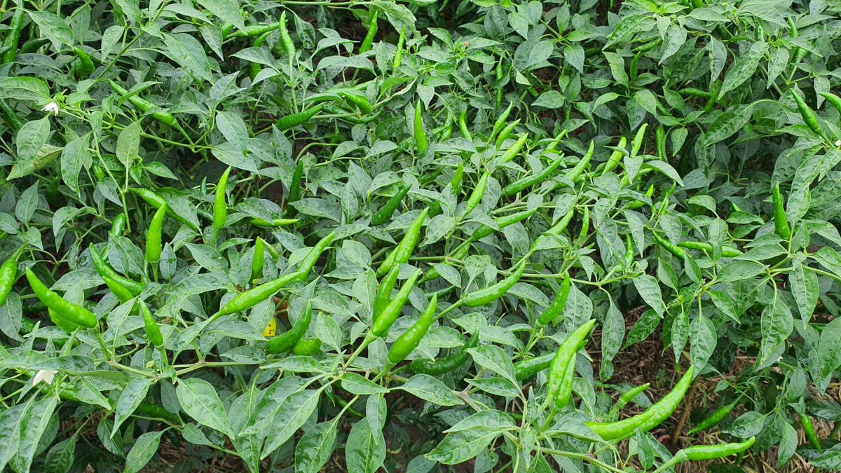 UPLLtd's tweet photo. #UPLVietnam conducted insightful demo sessions to educate the farmers about the usage of Evito®️C on Watermelons and Tytanit on Red Chilies.

Visit the below links to read more about the products -
https://t.co/7wbgCfmznh… 

https://t.co/7wbgCfmznh…
#OpenAg #OnFieldWithUPL https://t.co/8G4i7nemPU