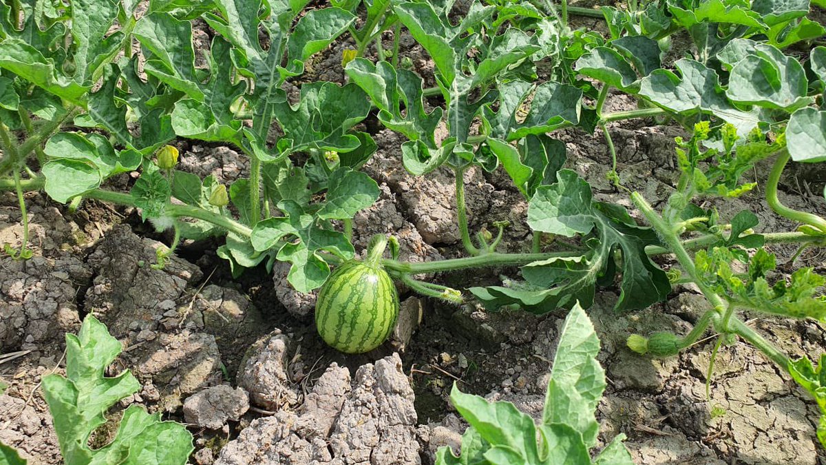 UPLLtd's tweet photo. #UPLVietnam conducted insightful demo sessions to educate the farmers about the usage of Evito®️C on Watermelons and Tytanit on Red Chilies.

Visit the below links to read more about the products -
https://t.co/7wbgCfmznh… 

https://t.co/7wbgCfmznh…
#OpenAg #OnFieldWithUPL https://t.co/8G4i7nemPU