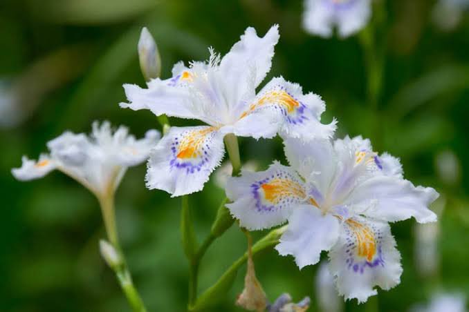 つっつー Fringed Iris 射干 著莪 シャガ 花言葉 反抗 友達が多い ヘルヴォルにぴったりの花じゃん アサルトリリィ ラスバレ ヘルヴォル