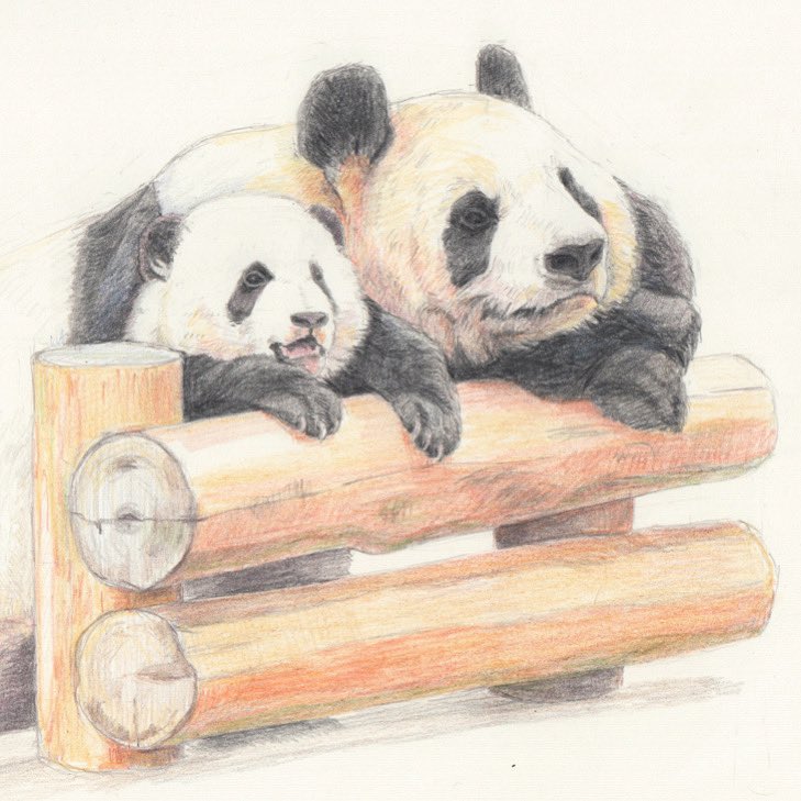 Bonjour Panda 今週はまだ描けてないので Instagramにアップした過去絵です ベビ彩浜と良浜 お話してるみたい 11月に産まれのベビ浜ちゃんとこんな可愛い親子の姿が見られるの楽しみにしています 良浜 彩浜 アドベンチャーワールド パンダ Bonjour Panda 今週はまだ描けてないので Instagramにアップした過去絵です ベビ彩浜と良浜 お話してるみたい 11月に産まれのベビ浜ちゃんとこんな可愛い親子の姿が見られるの楽しみにしています 良浜 彩浜 アドベンチャーワールド パンダ
