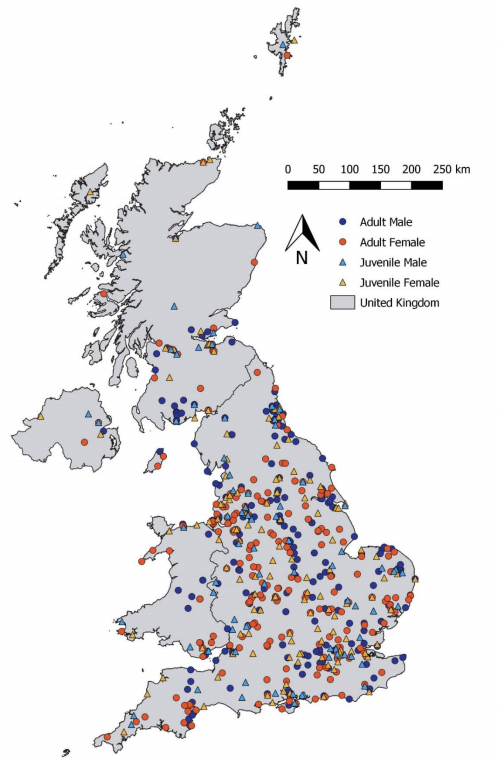 We obtained nearly 850 photos of sparrowhawks on prey from throughout the UK - mainly from  @BirdGuides  @Facebook  @Twitter and using the Morphic App  https://besjournals.onlinelibrary.wiley.com/doi/full/10.1111/2041-210X.12562- we identified prey to species level in C. 85% of photos - for other prey we identified them by size