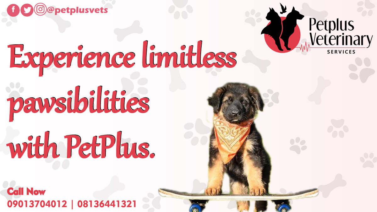 PetPlusVets's tweet photo. @PetPlusVets You can get so much more...
The possibilities are just endless.
#petplusvets #petplug #petstore #petshopibadan #litterbox #cats #catstagram #kittens #dogs #dogsofinstagram #dogsoftwitter #CatsOfTwitter #DogsBehavingVeryBadly #wednesday #petsupplies https://t.co/gx6y9Yfj2X