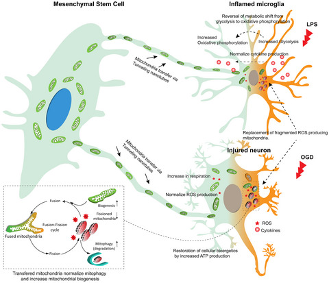 Some of the #premstem researchers have summarised the present state, underlying causes, challenges and possibilities for effective clinical translation of mesenchymal #stemcell therapy in this review in <a href="/JNeurochem/">Journal of Neurochemistry</a> 💡

➡️ onlinelibrary.wiley.com/doi/full/10.11…