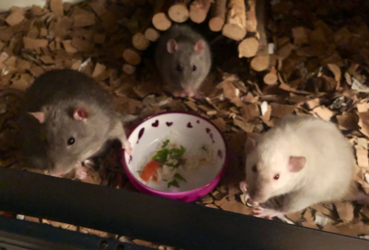 Ollie and his girls Luna and Celeste so far intros going well 😍