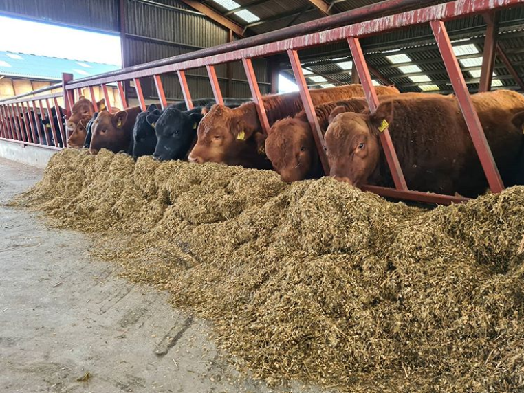 StabiliserBeef's tweet photo. Stabiliser bulls performing well at Kenny Mairs. On average Stabiliser bulls will gain 1.8kg/day.
#stabilisercattle #bullbeef #stabiliser #cattle #livestock #beefproduction #fatteningbulls https://t.co/JZ9lAMRsHU