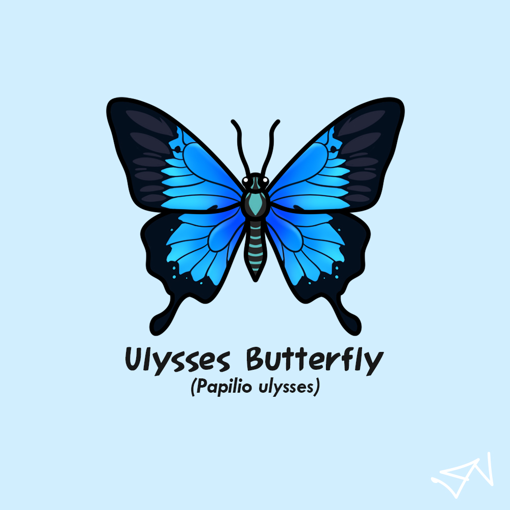 maskoeki's tweet photo. Gambar-gambar #4 

Lepidoptera https://t.co/J404im7M25