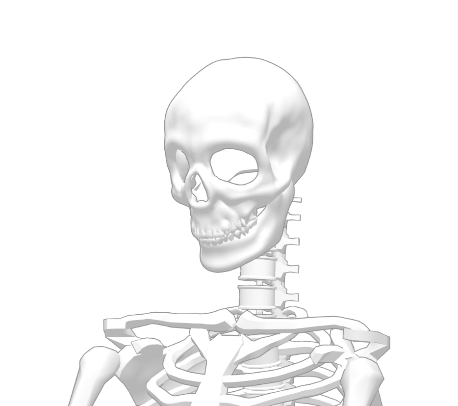 坂木原レム 骸骨モデルってこの手の顔を描くのにすっごく有用であることに気づいてしまった おかしい 可愛い女の子を描く練習をしようと思っていたのに