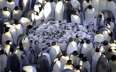 CathyB_EP's tweet photo. It's penguin awareness day today. To ensure their chicks survive they all have to help each other. They huddle together to keep each other warm. Be a penguin in business. Help your customers to get what they want and you will get what you want #penguinawarenessday https://t.co/w8UiPQPMc2