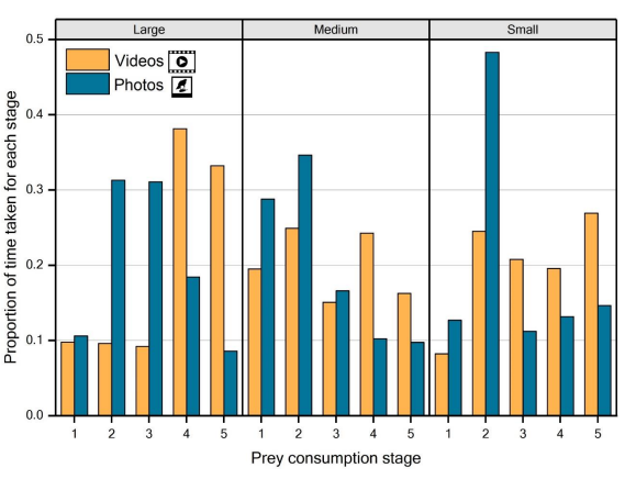We explored whether our approach may have a size bias e.g. large items might be photo'd more often if they take longer to process. To explore this we watch videos of hawks processing prey - timing the different stages, & also looked at the proportion of these stages in our photos