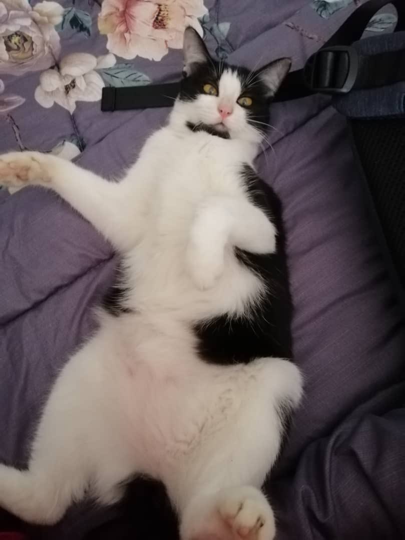 Opocot! Terkejut aihhh... tengah tido sedap2 yang Mama gi kacau ekor nih napa lak... #LeiaBaby <a href="/adibahnoor/">ADIBAH NOOR 🇲🇾😼</a>